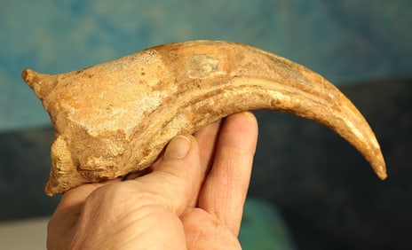 Authentic & Rare Super Large Spinosaur Dinosaur Fossil Hand Claw