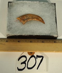 Very, Very Rare Raptor "Abelisaurus" Authentic Fossil Hand Claw