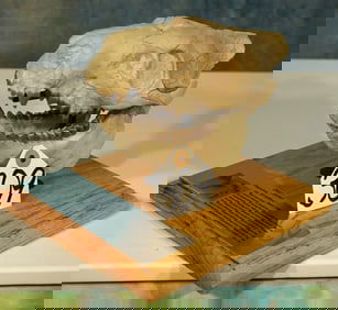 Authentic & Complete Oreodont Fossil Skull on a Nice Display Stand