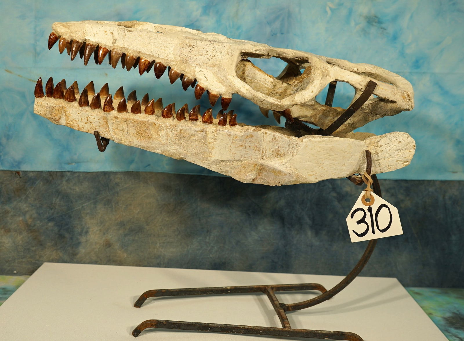 Rare & Authentic Museum Quality Mosasaur Dinosaur Fossil Skull with Display Stand: This is a rare Adolescents Skull that is 1 1/2 feet long. Over 200 hours of restoration work went into cleaning off the matrix, and preparatory work to put this Skull together. All the teeth are prese