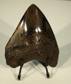 Very Beautiful Polished Megalodon Prehistoric Fossil Tooth on Display Stand