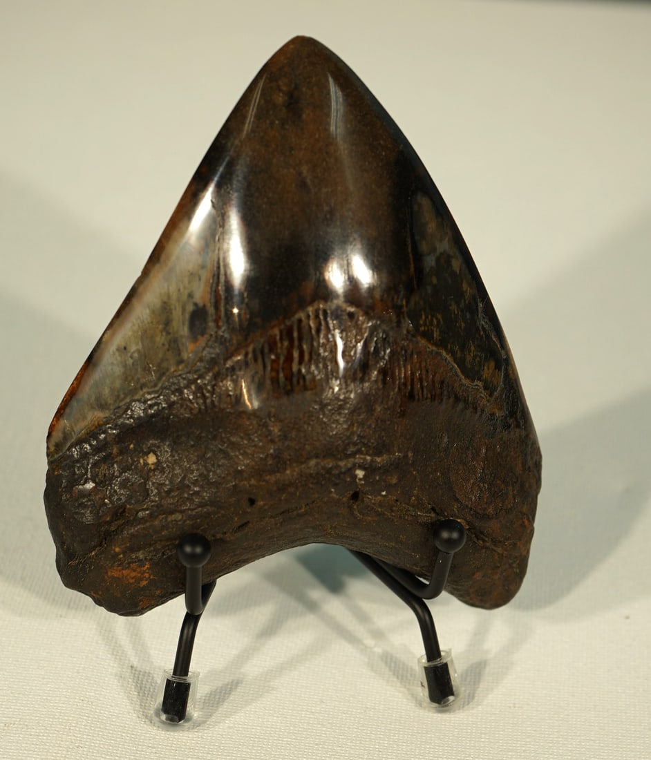 Very Beautiful Polished Megalodon Prehistoric Fossil Tooth on Display Stand: This Megalodon, or Giant Prehistoric Shark tooth has been highly polished to a fine sheen that shows several beautiful colors. This one was recovered by our good friend John Taylor, who was Ex-Navy Di