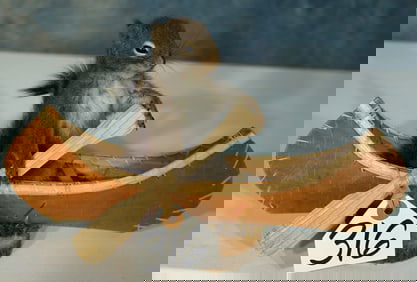 Squirrel in Canoe going down the river Novelty Taxidermy Mount