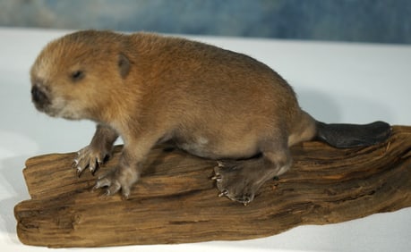 Brand New Baby Beaver Full Body Taxidermy Mount