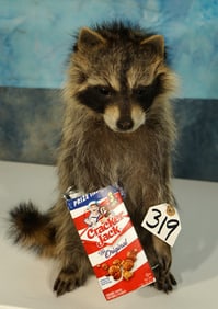 Brand New! Raccoon Eating Cracker Jacks Novelty Taxidermy Mount