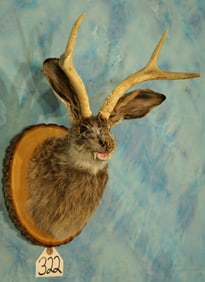 Brand New Vampire Jackalope Shoulder Novelty Taxidermy Mount