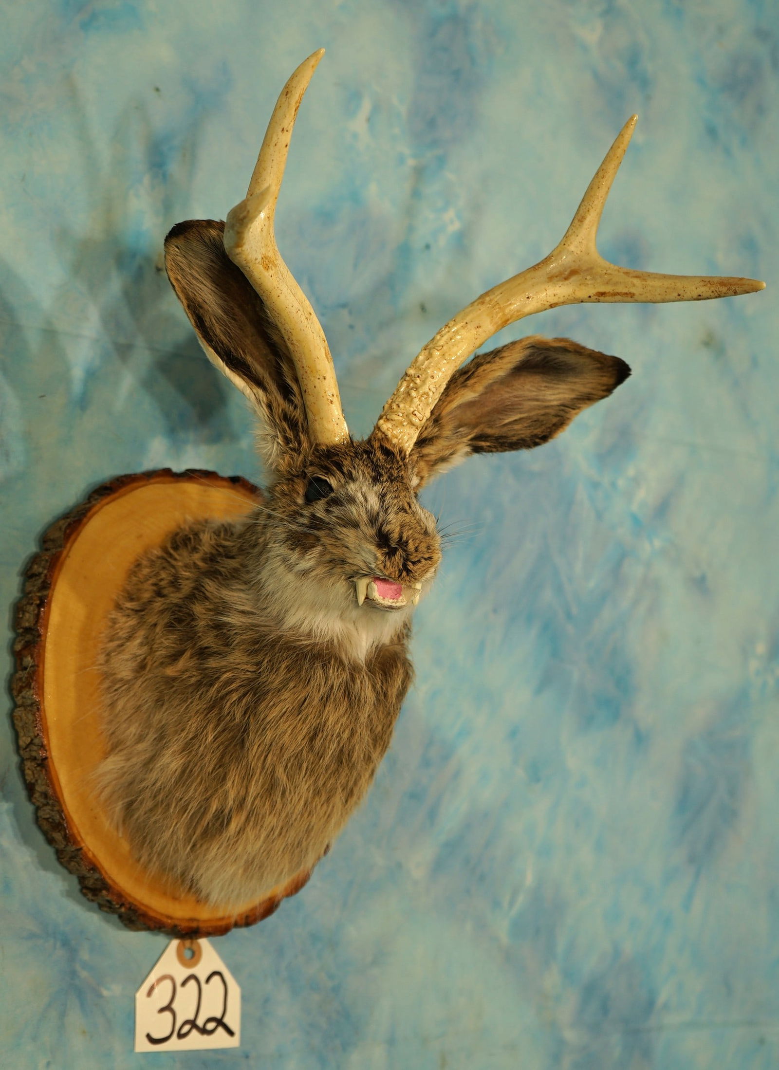Brand New Vampire Jackalope Shoulder Novelty Taxidermy Mount: This mount is truly eye catching and unique. The taxidermy quality grades a very nice 9.