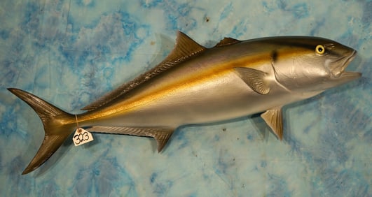 Brand New! 46" Amber Jack Fiberglass Reproduction Saltwater Taxidermy Fish Mount