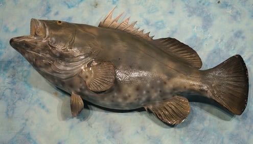 Brand New! 41 1/2" Black Grouper Saltwater Fiberglass Reproduction Taxidermy Fish Mount