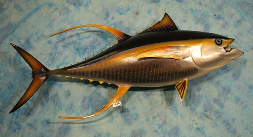 Awesome New 68 1/2" Yellow Fin Tuna Saltwater Fiberglass Reproduction Taxidermy Fish Mount