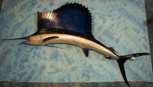 Beautiful 103" Pacific Sailfish Saltwater Fiberglass Reproduction Taxidermy Fish Mount