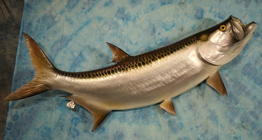 Brand New! Huge 80" Tarpon Saltwater Fiberglass Reproduction Taxidermy Fish Mount