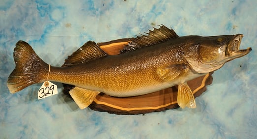 28 1/4" Real Skin Walleye Taxidermy Fish Mount