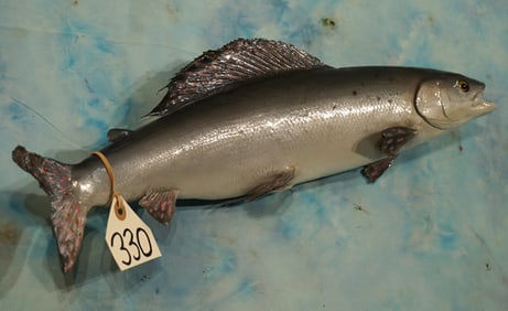 17 1/2" Real Skin Arctic Grayling Taxidermy Fish Mount