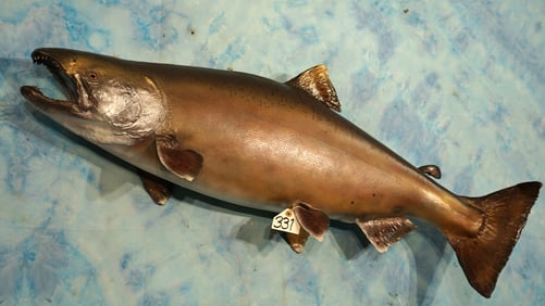 47" Real Skin King Salmon Taxidermy Fish Mount