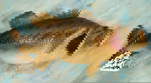 20" Real Skin Largemouth Bass Taxidermy Fish Mount