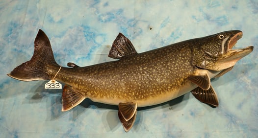 35 3/4" Real Skin Lake Trout Taxidermy Fish Mount