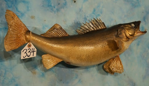 25" Real Skin Walleye Taxidermy Fish Mount
