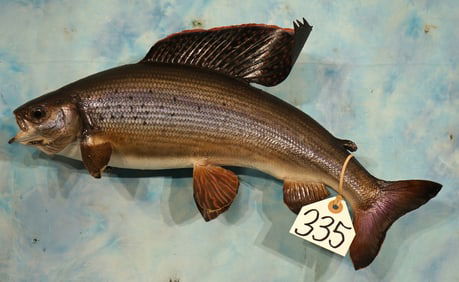 18" Real Skin Arctic Grayling Taxidermy Fish Mount