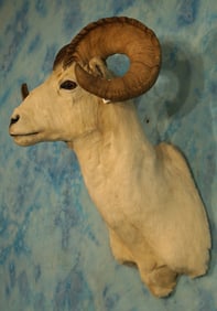 Alaskan Dall Sheep Shoulder Taxidermy Ram Mount