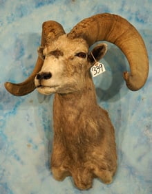Desert Bighorn Sheep Shoulder Taxidermy Ram Mount