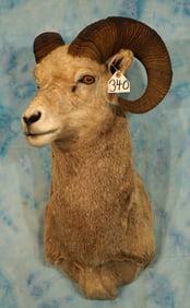 Rocky Mountain Bighorn Sheep Shoulder Taxidermy Ram Mount