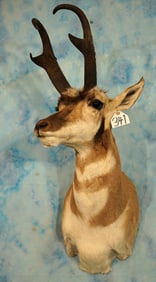 B & C 80 6/8"net Awards Book Record Class Pronghorn Antelope Shoulder Taxidermy Mount