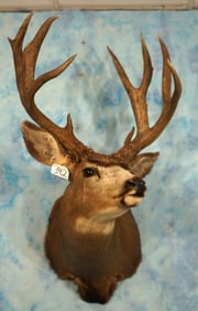 Nice 5 x 4 Arizona Mule Deer Shoulder Taxidermy Trophy Mount