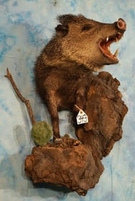 Outstanding Half Body Javelina in Natural Habitat Taxidermy Mount