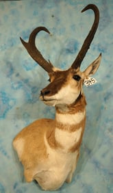 Boone & Crockett net 83 4/8" Record Book Pronghorn Antelope Shoulder Trophy Taxidermy Mount