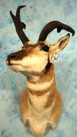 Super Freak 3 Pronged Non-Typical Pronghorn Antelope Shoulder Taxidermy Mount