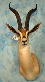 East African Grants Gazelle Shoulder Taxidermy Mount