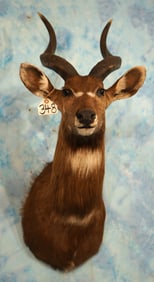 African Zambezi Sitatunga Swamp Antelope Shoulder Taxidermy Mount
