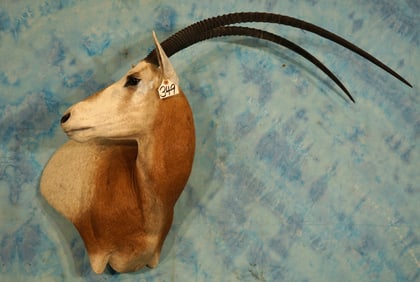 Beautiful Gold Medal 40"+ Record Book Scimitar Horned Oryx Desert Antelope Shoulder Taxidermy Mount