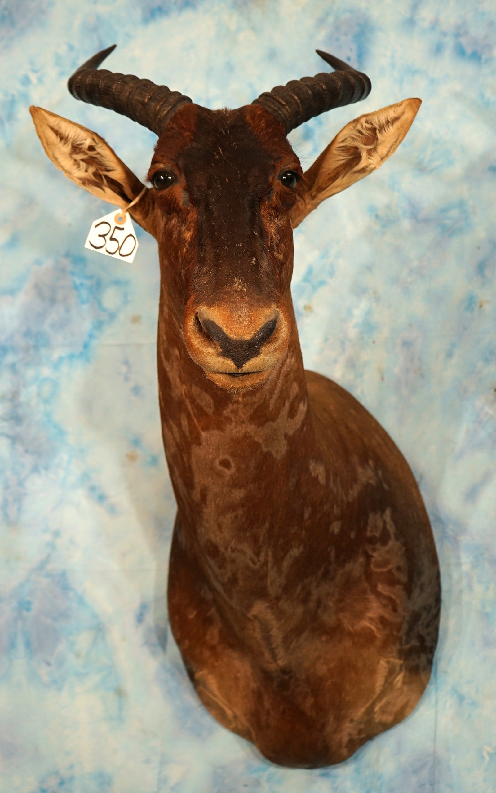 African Tsessebee Antelope Shoulder Taxidermy Mount: This mount is clean and it is in mint like condition. The taxidermy quality is outstanding and grades a solid 10.