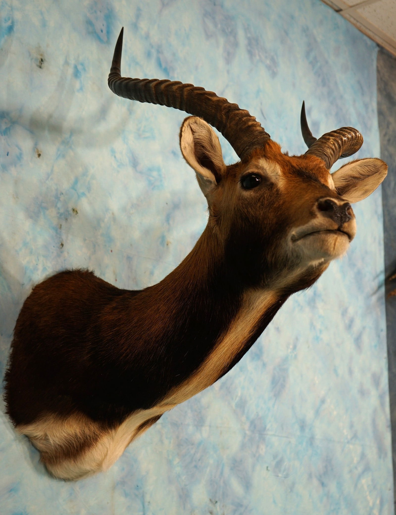 Beautiful African Black Lechwe Swamp Antelope Shoulder Taxidermy Mount (1 of 4)