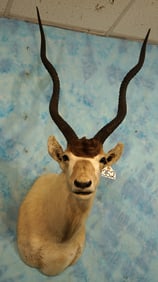 North African Addax Desert Antelope Shoulder Taxidermy Mount