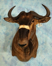 East African Nyasaland Wildebeest Shoulder Taxidermy Mount