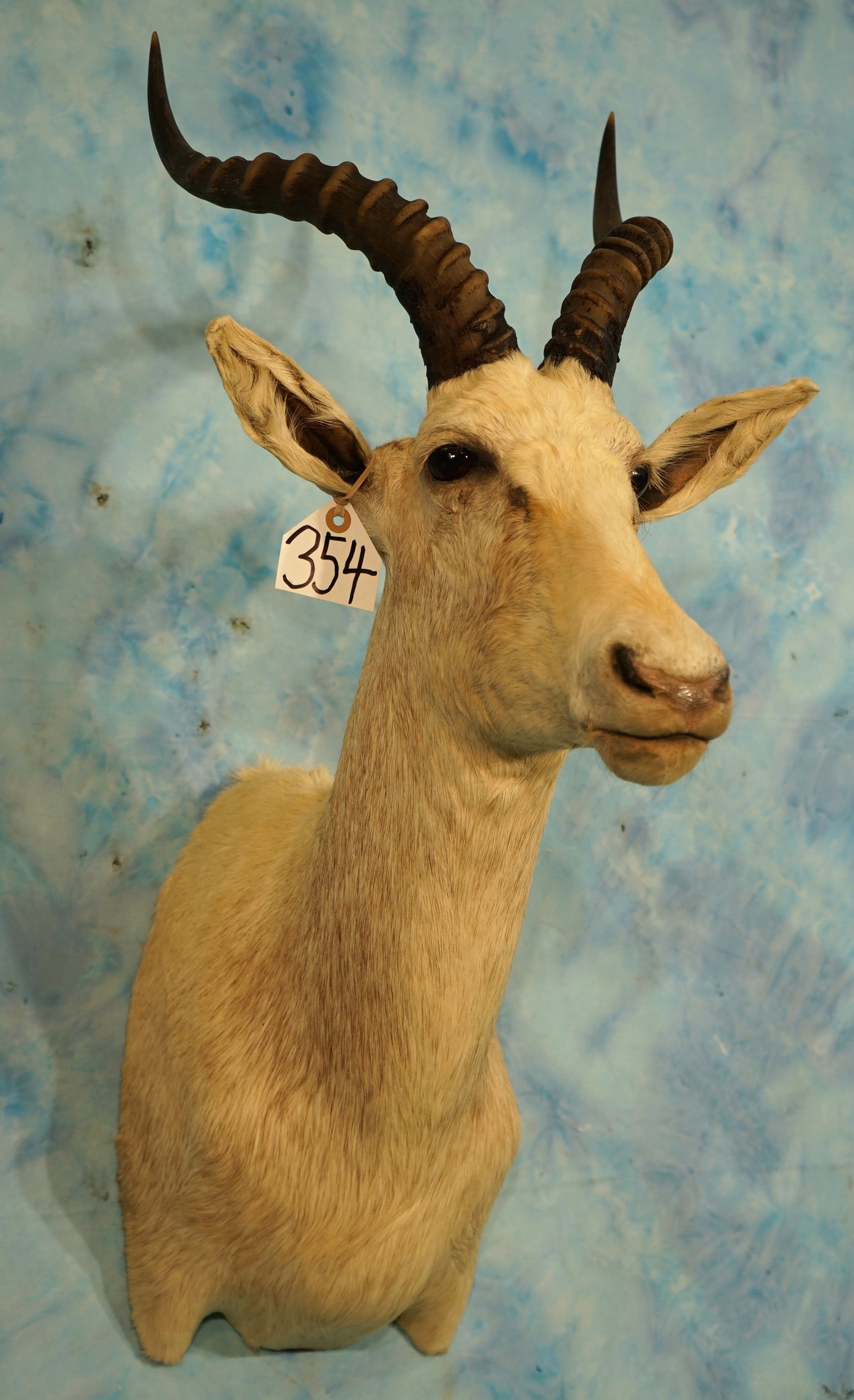 Beautiful White Blesbuck Antelope Shoulder Taxidermy Mount: This is a Record Book White Blesbuck. The taxidermy quality is excellent. The mount is clean and in excellent condition. This mount grades a high 9.75.