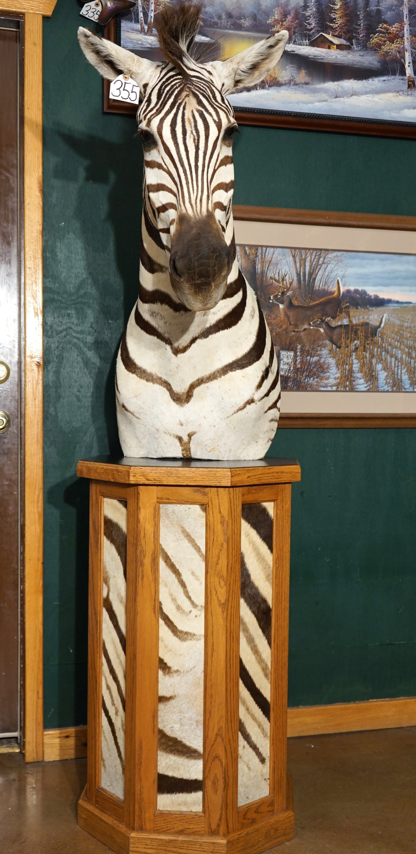 Beautiful Zebra Shoulder Floor Pedestal Taxidermy Mount (1 of 4)