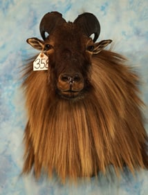 Gorgeous Himalayan Tahr Shoulder Taxidermy Mount