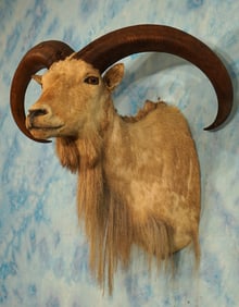 Big Record Class Aoudad Sheep Shoulder Taxidermy Ram Mount