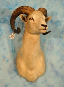 Texas Dall Sheep Shoulder Taxidermy Ram Mount