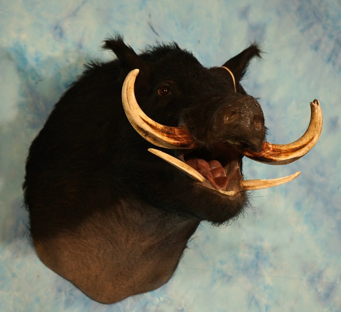 Super Wild Boar Shoulder Novelty Taxidermy Mount: This mount is clean and in mint-like condition. This Black Feral Hog is normal in every way, except for the upper tusk which are from an African Warthog Boar. This is why we call him Super Hog! The ta
