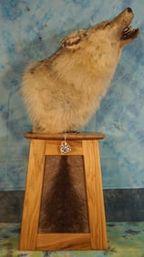 Large Timber Wolf Shoulder Table Pedestal Taxidermy Mount