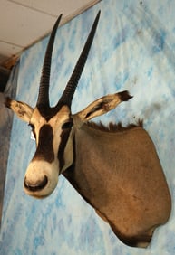 East African Fringe Eared Oryx Antelope Shoulder Taxidermy Mount **Texas Residents Only!**
