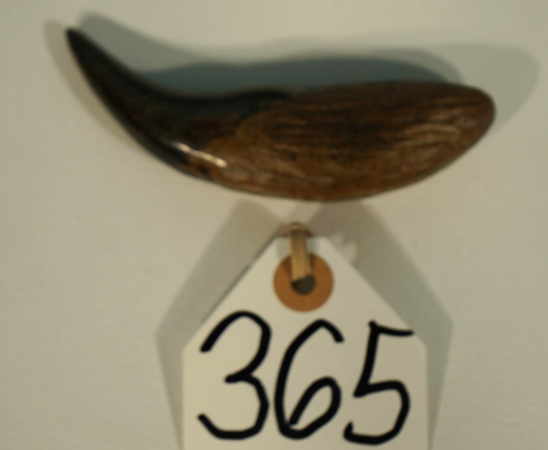 Authentic Polished Fossil Cave Bear Canine Tooth: This is a lower canine tooth from Ursus spelaeus, or Cave Bear from Romania. It was well preserved when it was found, and then polished, and re-polished several times. This tooth is 5 5/8" long over t