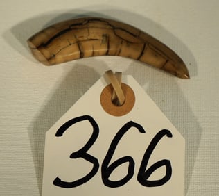 Rare! The Lesser Saber Tooth Cat "Dinictis" Fossil Saber Tooth Upper Canine Tooth