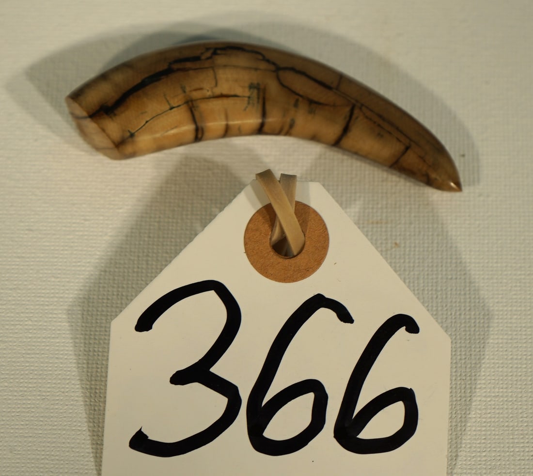 Rare! The Lesser Saber Tooth Cat "Dinictis" Fossil Saber Tooth Upper Canine Tooth: This is the upper canine tooth from Dinictis, which was a smaller Sabertooth Cat than the larger Smilodon Cat. Dinictis lived in places like Nebraska, South Dakota, and Wyoming. He lived during the Ol