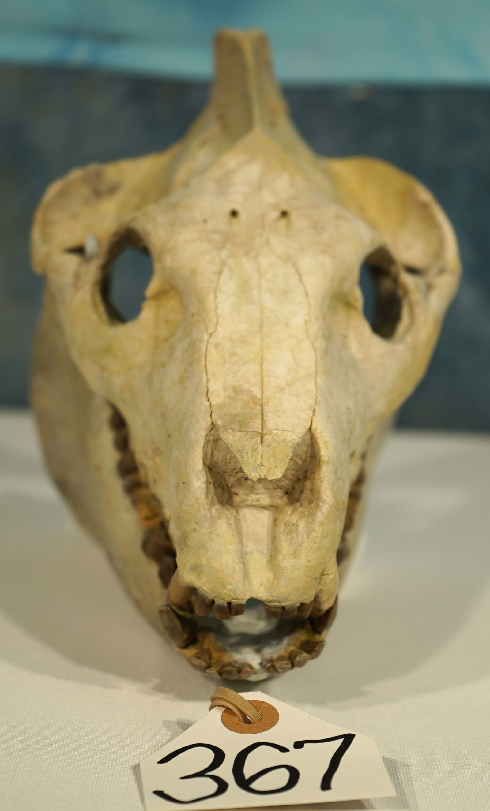 Museum Quality Authentic Very Large & Complete Oreodont Fossil Skull (1 of 5)